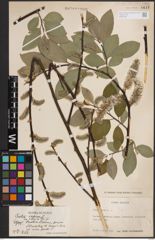 Foto von Salix caprea L.